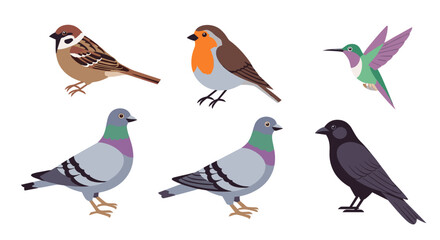 Illustration of six different bird species including sparrow robin and pigeons