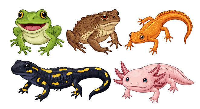 Illustration of a group of amphibians including frogs toads and salamanders