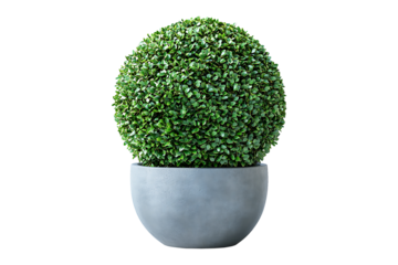 Sphere Topiary in Pot isolated on transparent background.