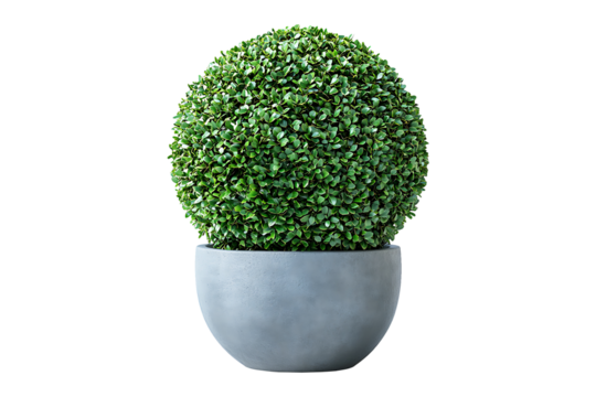 Sphere Topiary in Pot isolated on transparent background.