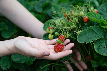 Hands picking ripe strawberries in a lush garden during a sunny day, surrounded by vibrant green...