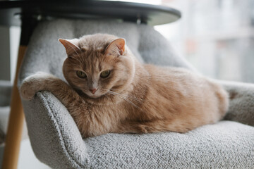 A fluffy orange cat lies comfortably on a soft chair, resting its front paws over the armrest, as sunlight streams through a nearby window