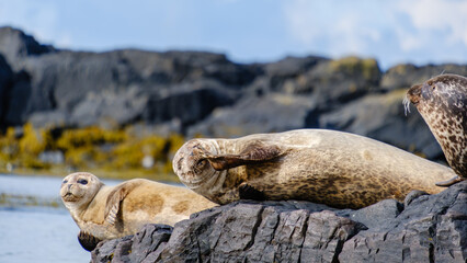 Seals basking on rocky shorelines of Ytri Tunga in Iceland under a clear blue sky