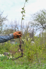 cherry seedling with a root in his hands.