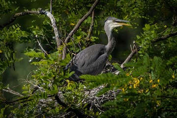 Grey heron on the nest