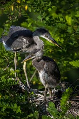 Grey heron on the nest