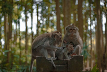 Balinese monkey family grooming in the forest