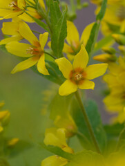 Fototapeta premium Beautiful close-up of lysimachia vulgaris