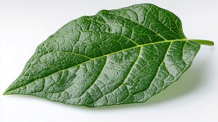 Obraz premium Close-up of a vibrant green leaf