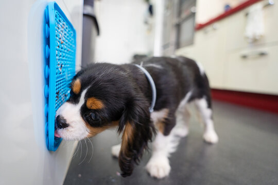Puppy enjoying a calm mealtime with a lick mat