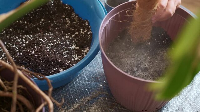 The process of transplanting a monstera, adding ash and fresh potting soil with perlite in a new monstera pot, real-time video of step-by-step repotting of houseplants