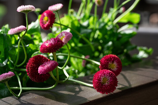 Red daisies blooming in a vibrant garden setting