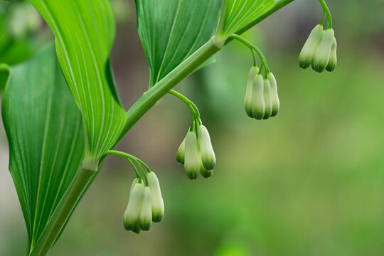 Polygonatum plant with delicate hanging blossoms