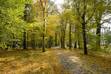 Autumn park with a walking path illuminated sun