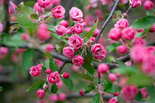 Pink apple blossoms in spring garden close-up