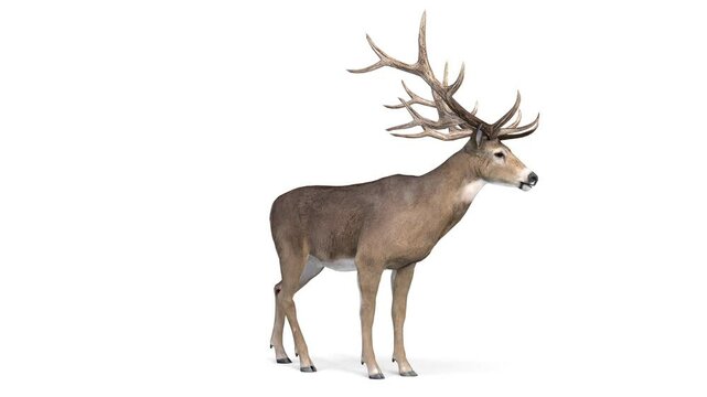 deer on white background animation