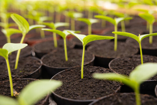 Young seedlings emerging on an organic farm