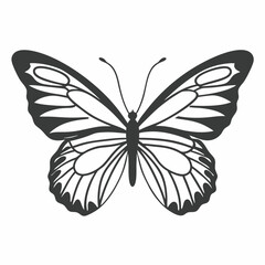 black and white butterfly