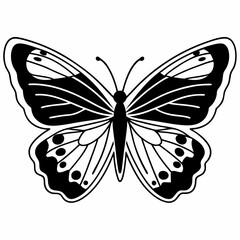 butterfly vector illustration