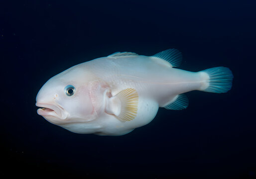 Pale Deep-Sea Snailfish Against Dark Background