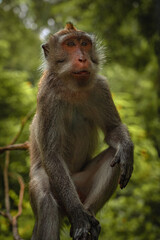 Obraz premium Curious monkey in Ubud Monkey forest, Bali