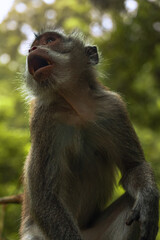 Curious monkey in Ubud Monkey forest, Bali