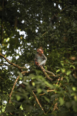 Curious baby monkey, Bali jungle