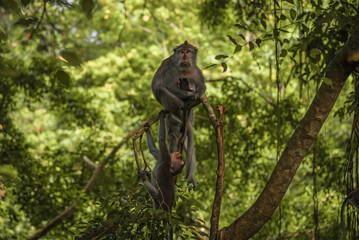 Long-tailed macaque with infant in Sacred Monkey Forest