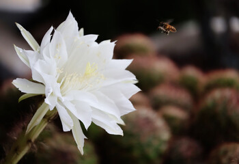White Echinopsis cactus flowers bloom in the morning light, and bees buzz nearby.


