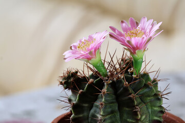 Gymnocalycium cactus with double pink flowers with visible yellow stamens, planted in a brown pot on a cream background.

