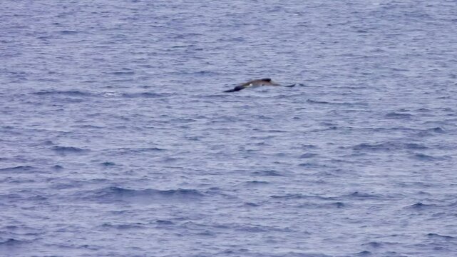 Tropical seas. Views of the Bali Sea from the ship in winter,summer in the southern hemisphere. Indonesia. Brown booby (Sula leucogaster) flies over the water