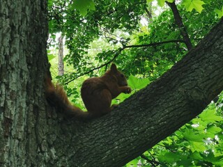 Obraz premium Eichhörnchen