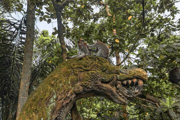 Monkey family sitting on a tree in Ubud, Bali