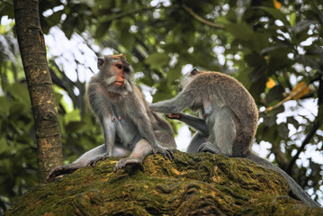 Two monkey sitting on a tree in Ubud, Bali