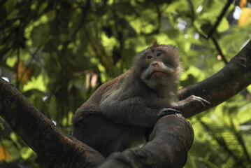 Monkey sitting on a tree in Ubud, Bali