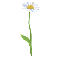 Seamless background pattern Daisies in the field. Realistic daisies. Chamomile flowers medicinal. Daisy flower background