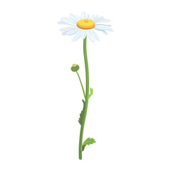 Seamless background pattern Daisies in the field. Realistic daisies. Chamomile flowers medicinal. Daisy flower background