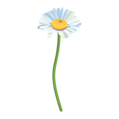 Seamless background pattern Daisies in the field. Realistic daisies. Chamomile flowers medicinal. Daisy flower background