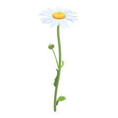 Seamless background pattern Daisies in the field. Realistic daisies. Chamomile flowers medicinal. Daisy flower background