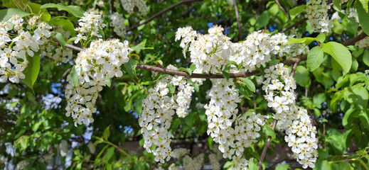 Flowering white-green bird cherry in spring. A sign of the coming spring.