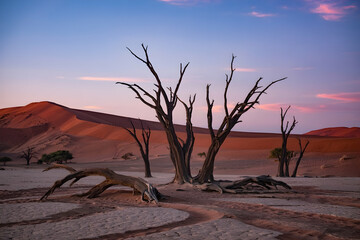 Explore the stunning landscape of deadvlei namibia with dead trees and sand dunes at sunset photography