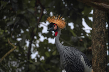 Fototapeta premium Bali bird park, Indonesia