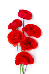 Flowers red poppies ( corn poppy, corn rose, field poppy ) on a white background with space for text. Top view, flat lay