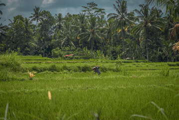 Local Farmer Working on a Rice Field with Palm Trees in the Background – Bali, Indonesia