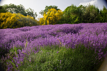 Fototapeta premium lavender season