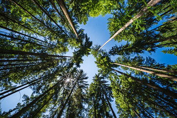 Tall trees majestically reaching upwards for the bright sky in a vibrant, lush forest