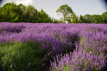 Obraz premium lavender season