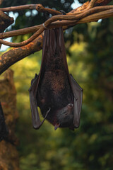 Large Fruit Bat (Flying Fox) Hanging from a Tree in Bali, Indonesia