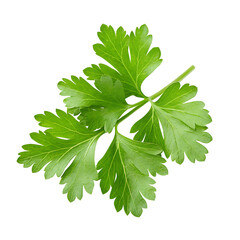 Celery leaf isolated on transparent png