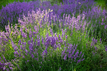 Naklejka premium lavender season